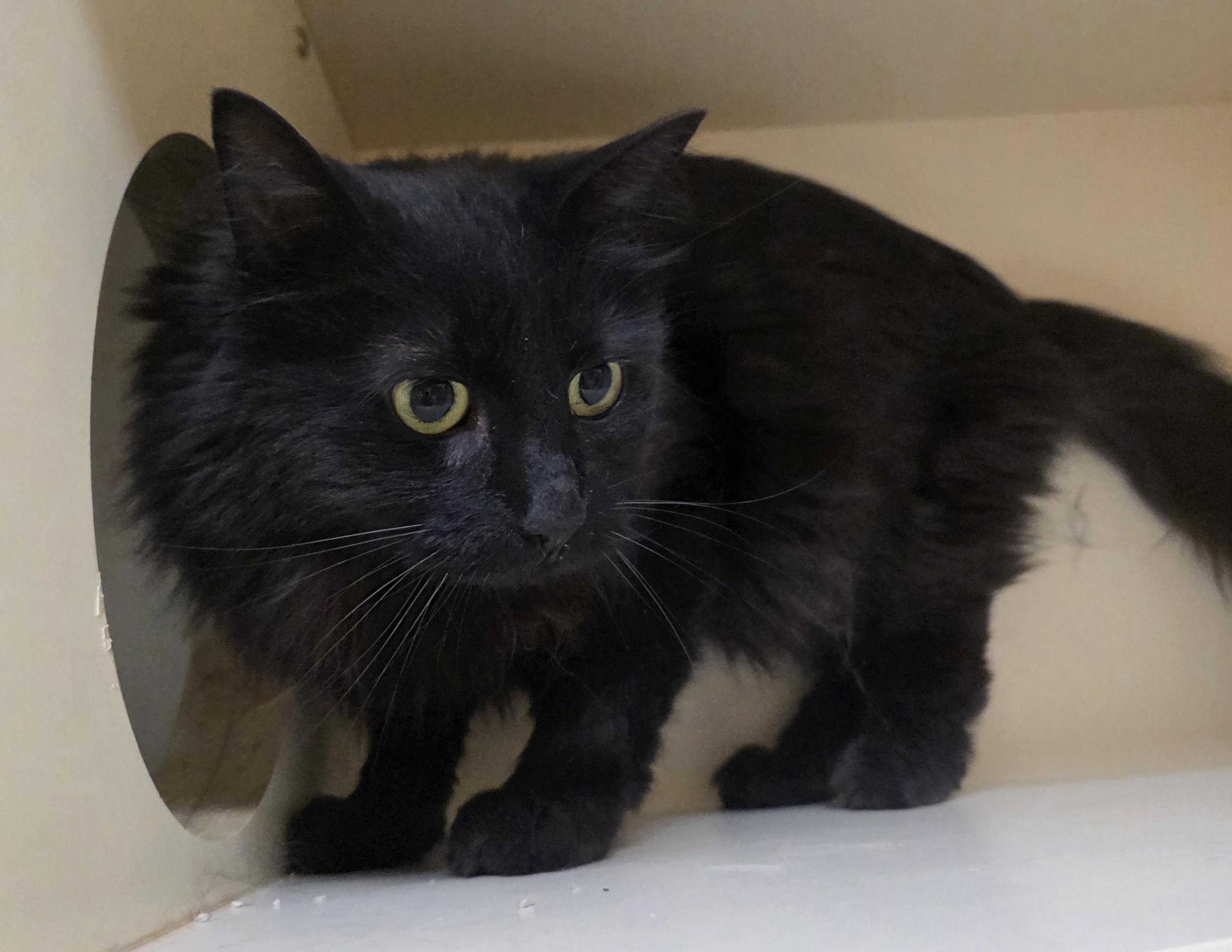 26-124, ADOPTABLE, Adult Male Domestic Long Hair.