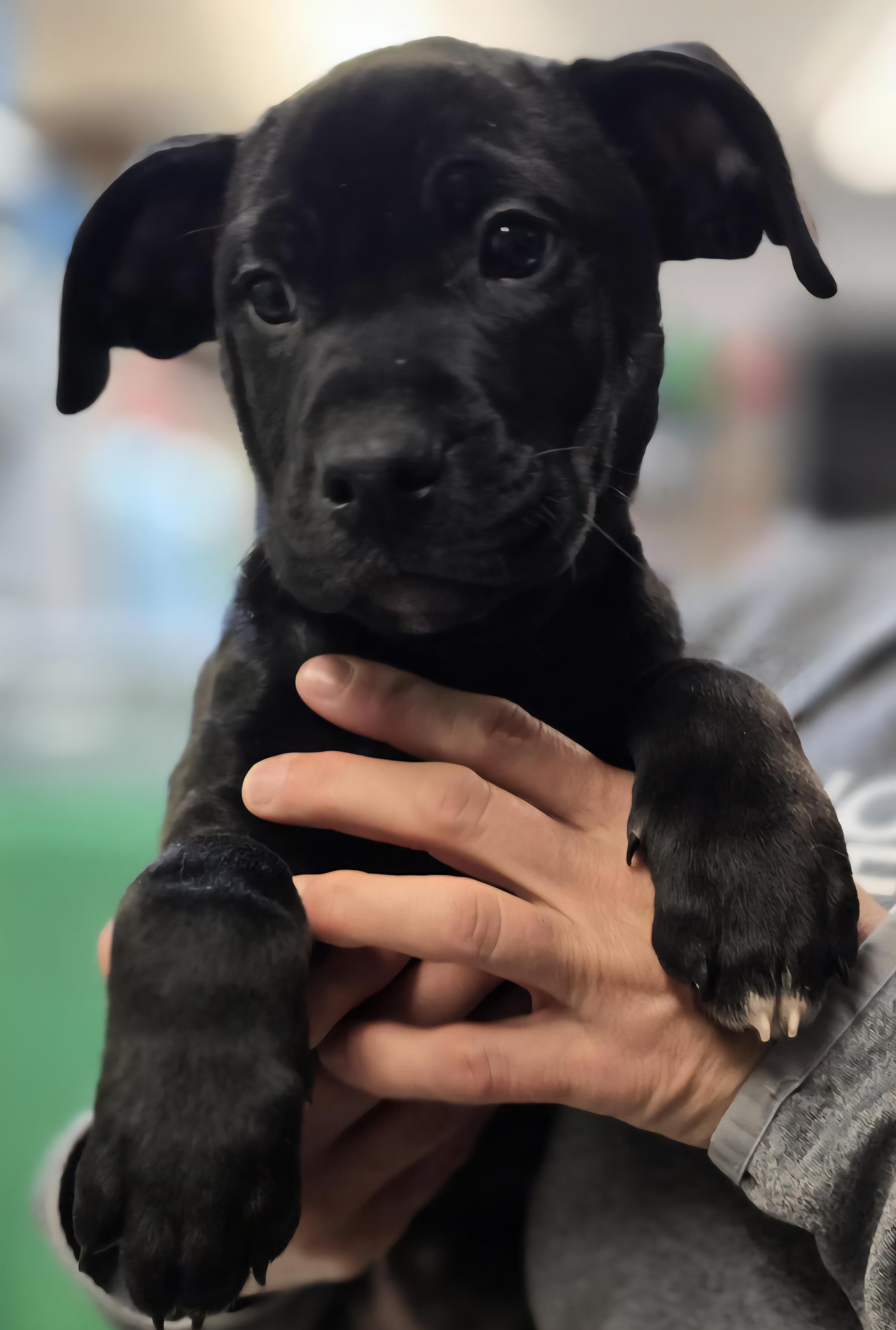 Enlarge Riddles, a Adoptable mixed breed in Elwood, NJ image 2/3