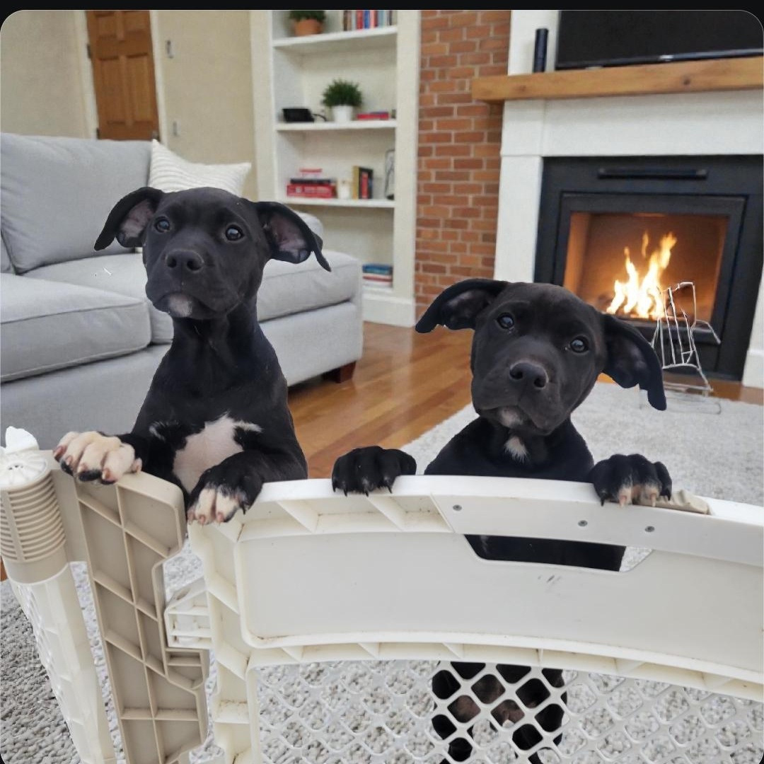 Enlarge Riddles, a Adoptable mixed breed in Elwood, NJ image 3/3