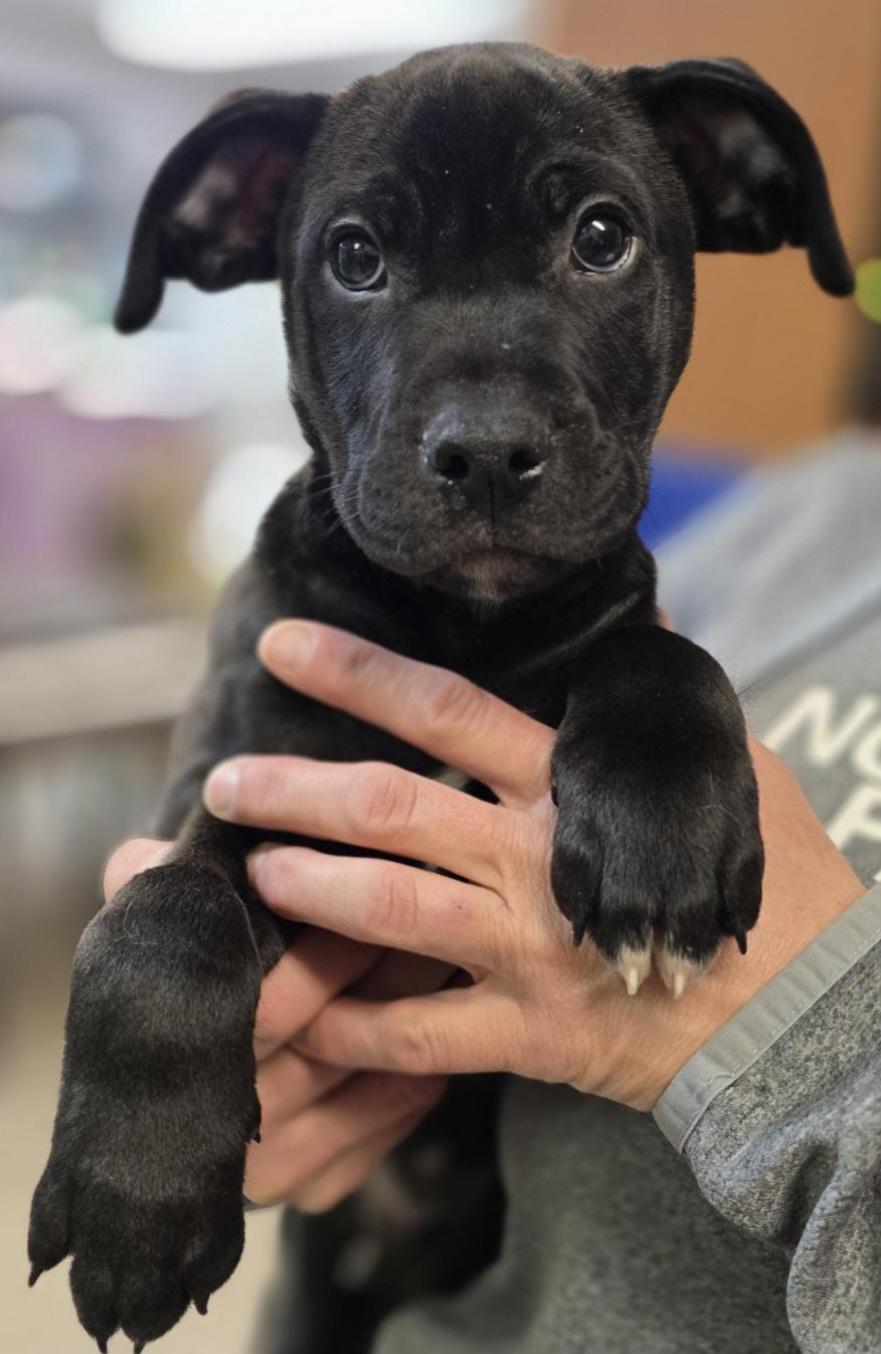 Enlarge Riddles, a Adoptable mixed breed in Elwood, NJ image 1/3