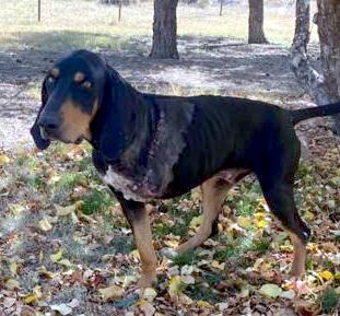 Houdie, Adoptable, Young Male Black and Tan Coonhound.