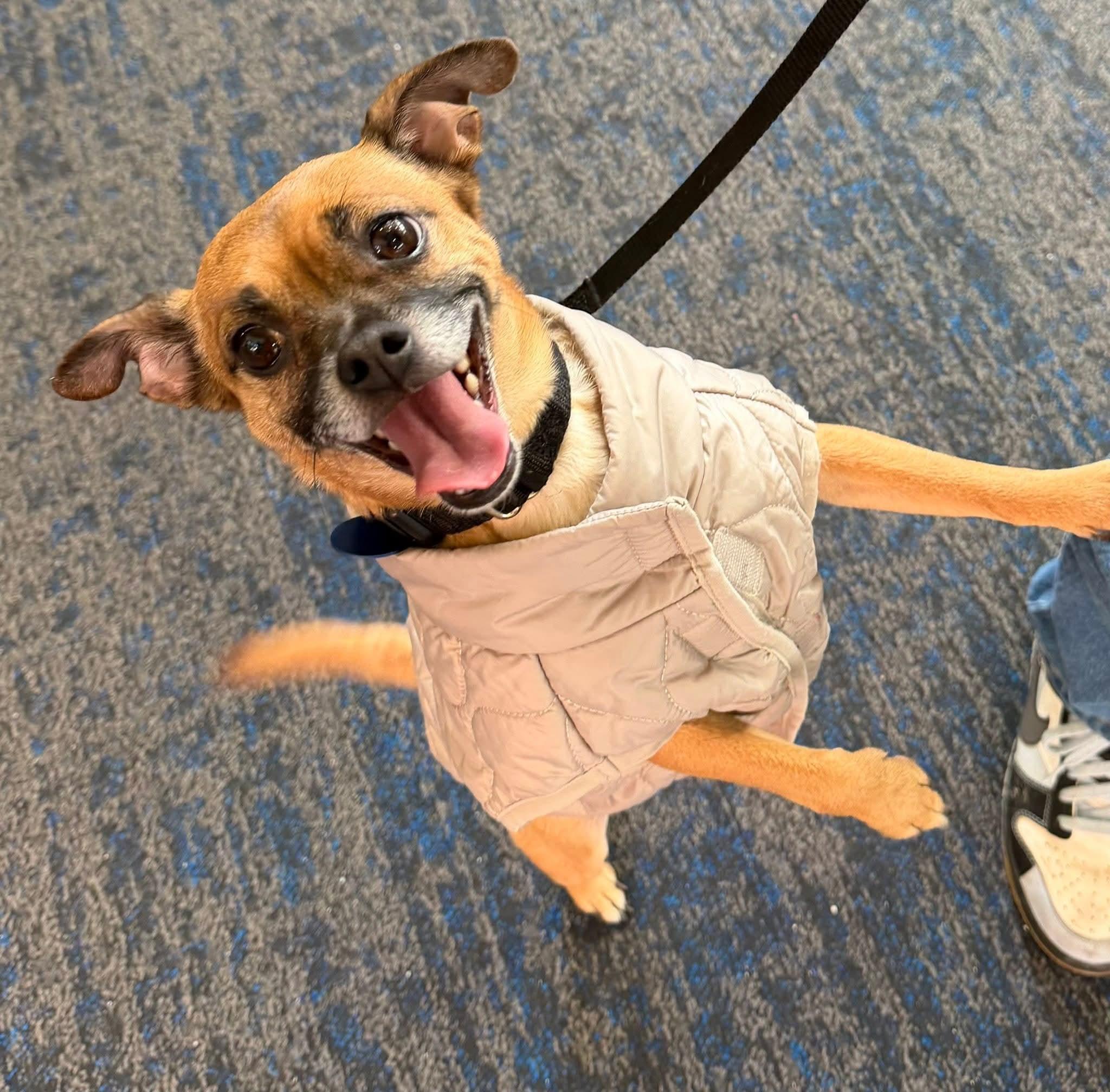 TIO   $375, ADOPTABLE, Adult Male Chihuahua.