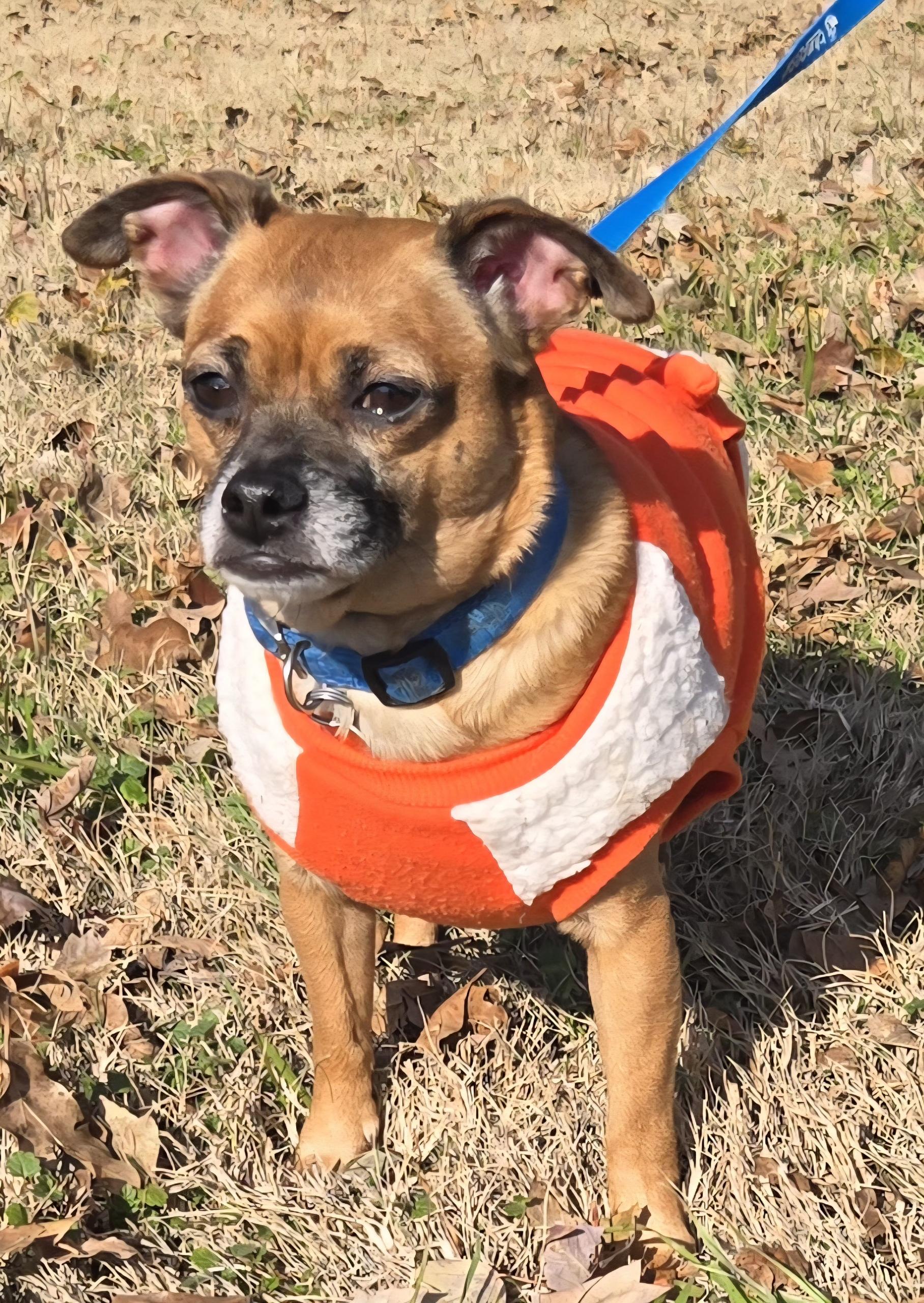 Enlarge TIO   $375, a ADOPTABLE mixed breed in Milwaukee, WI image 3/5