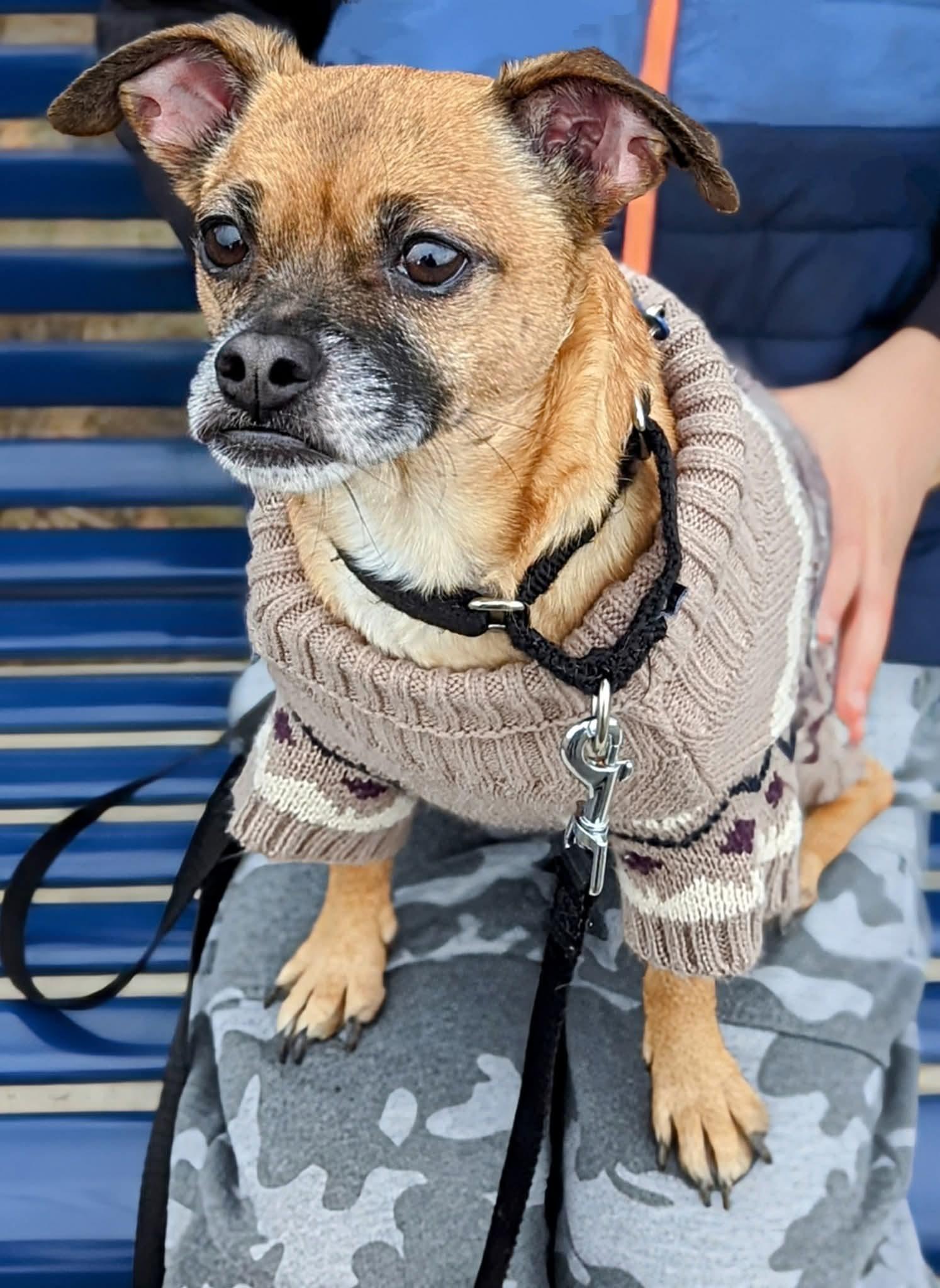 Enlarge TIO   $375, an adopted mixed breed in Milwaukee, WI image 1/6