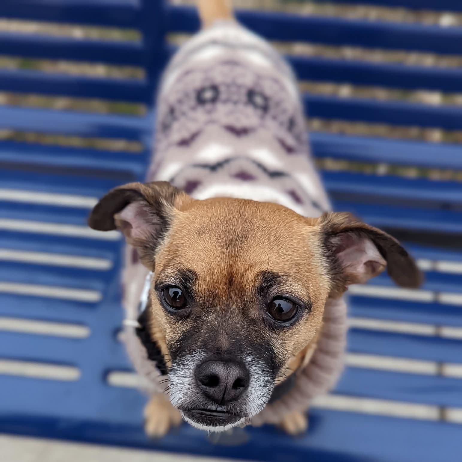 Enlarge TIO   $375, an adopted mixed breed in Milwaukee, WI image 6/6