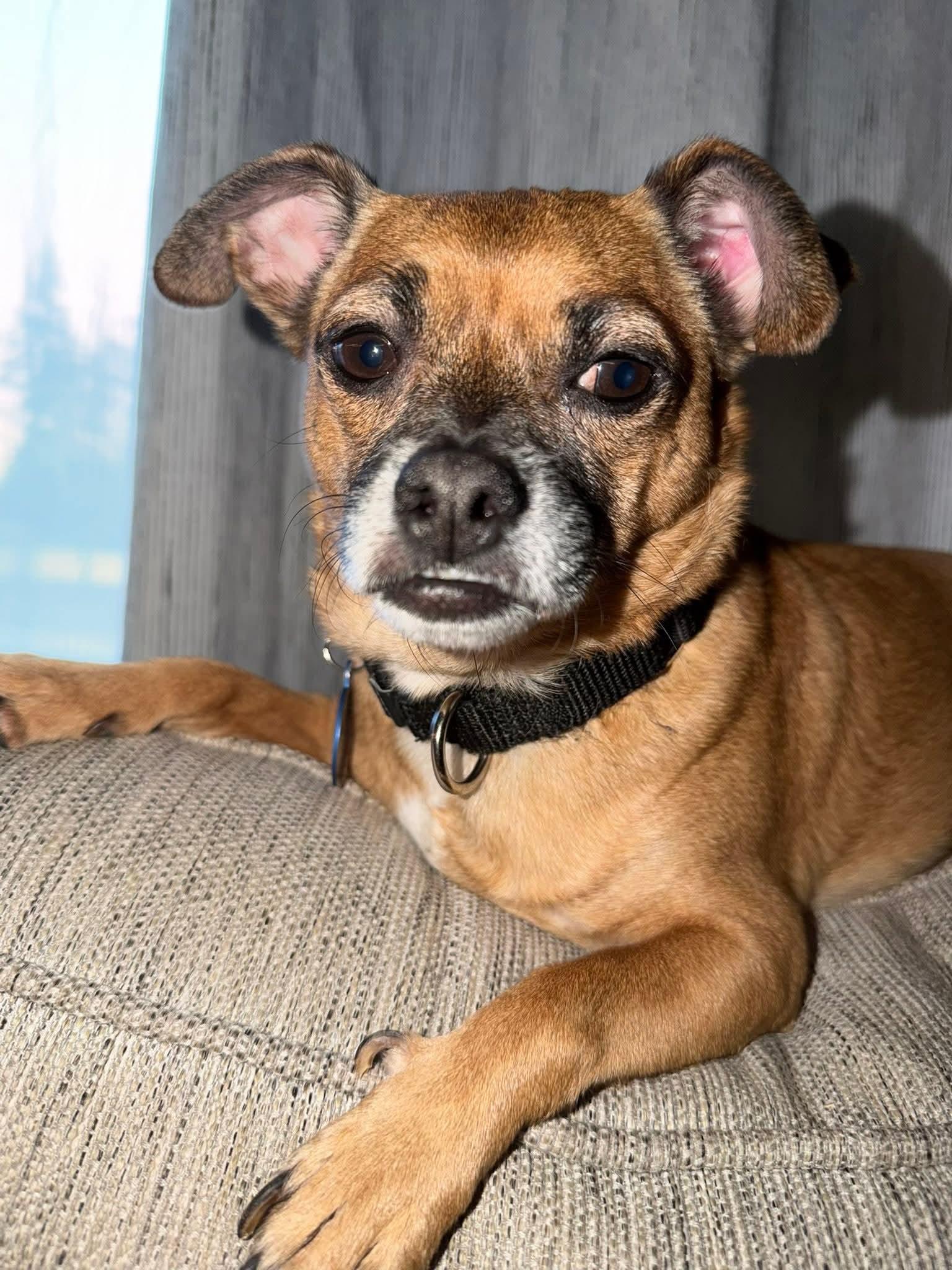 TIO   $375, ADOPTABLE, Adult Male Chihuahua.