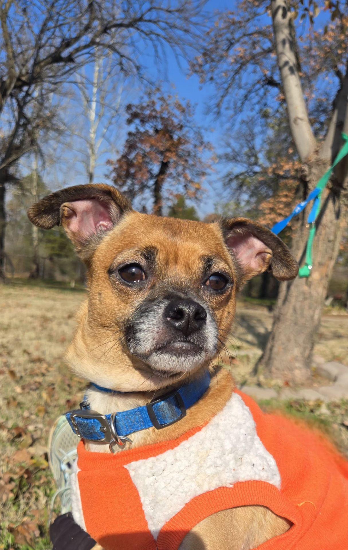 Enlarge TIO   $375, a ADOPTABLE mixed breed in Milwaukee, WI image 2/5