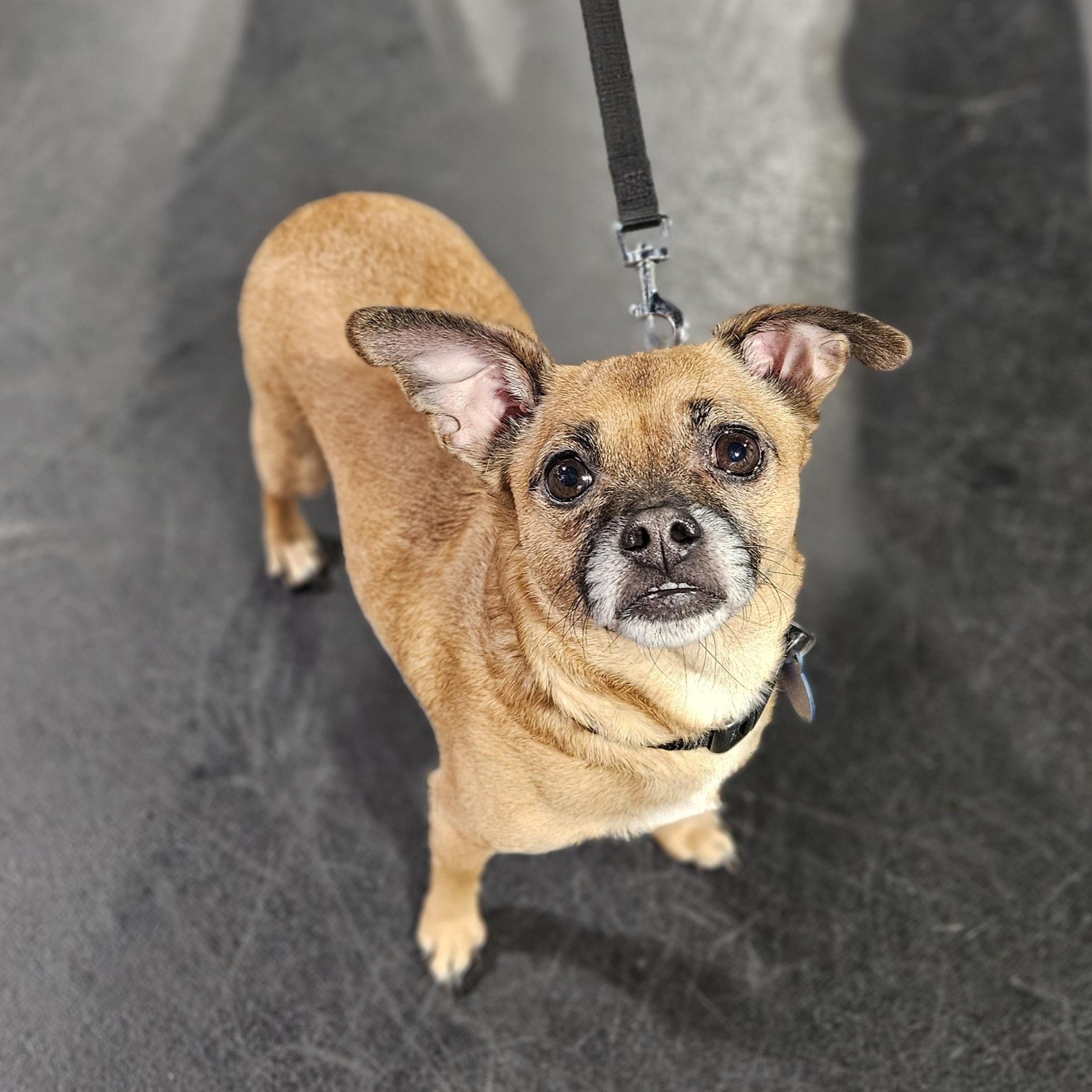 Enlarge TIO   $375, an adopted mixed breed in Milwaukee, WI image 4/6