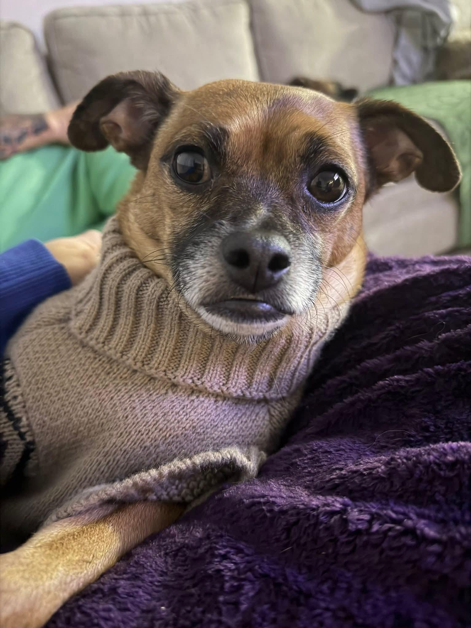 Enlarge TIO   $375, a ADOPTABLE mixed breed in Milwaukee, WI image 4/5