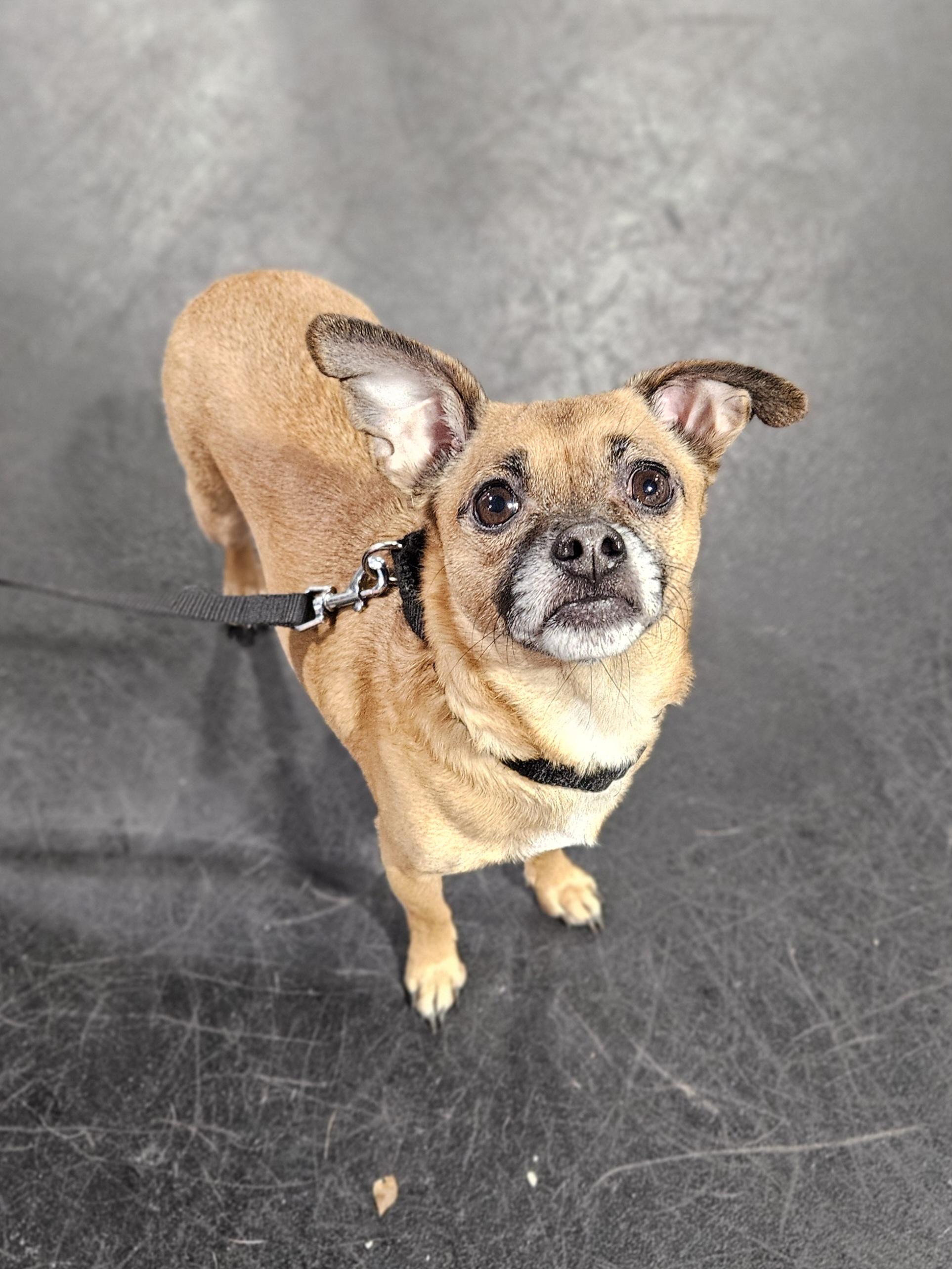 TIO   $375, ADOPTABLE, Adult Male Chihuahua.