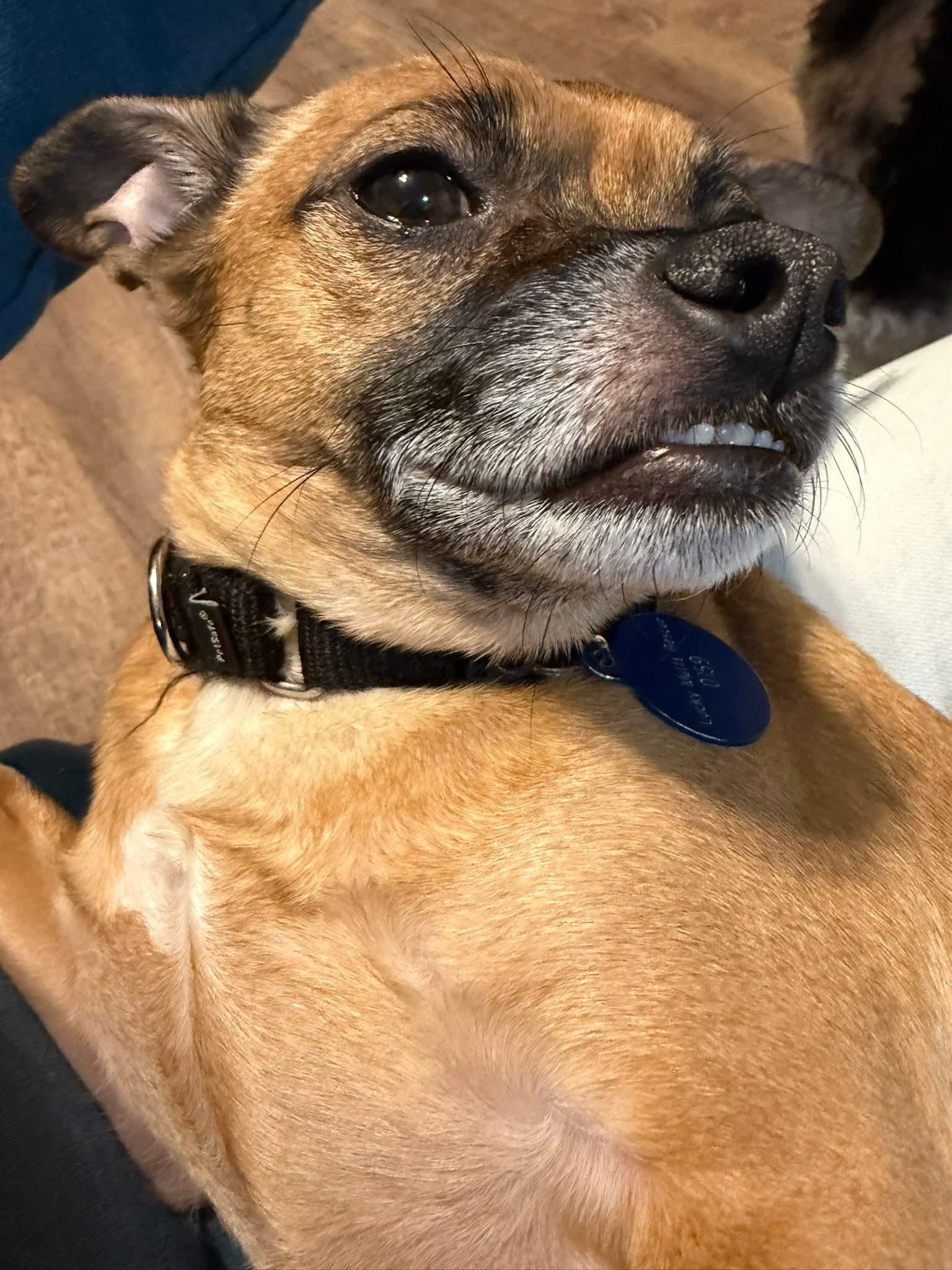 Enlarge TIO   $375, a ADOPTABLE mixed breed in Milwaukee, WI image 6/6