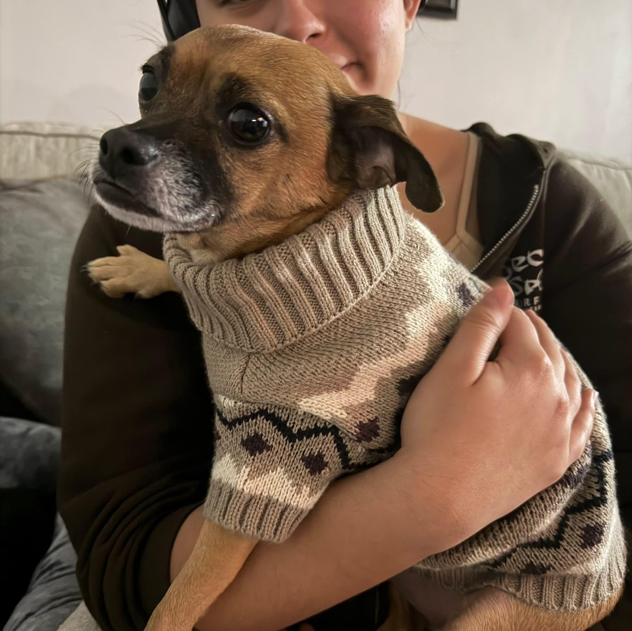 Enlarge TIO   $375, a ADOPTABLE mixed breed in Milwaukee, WI image 5/5