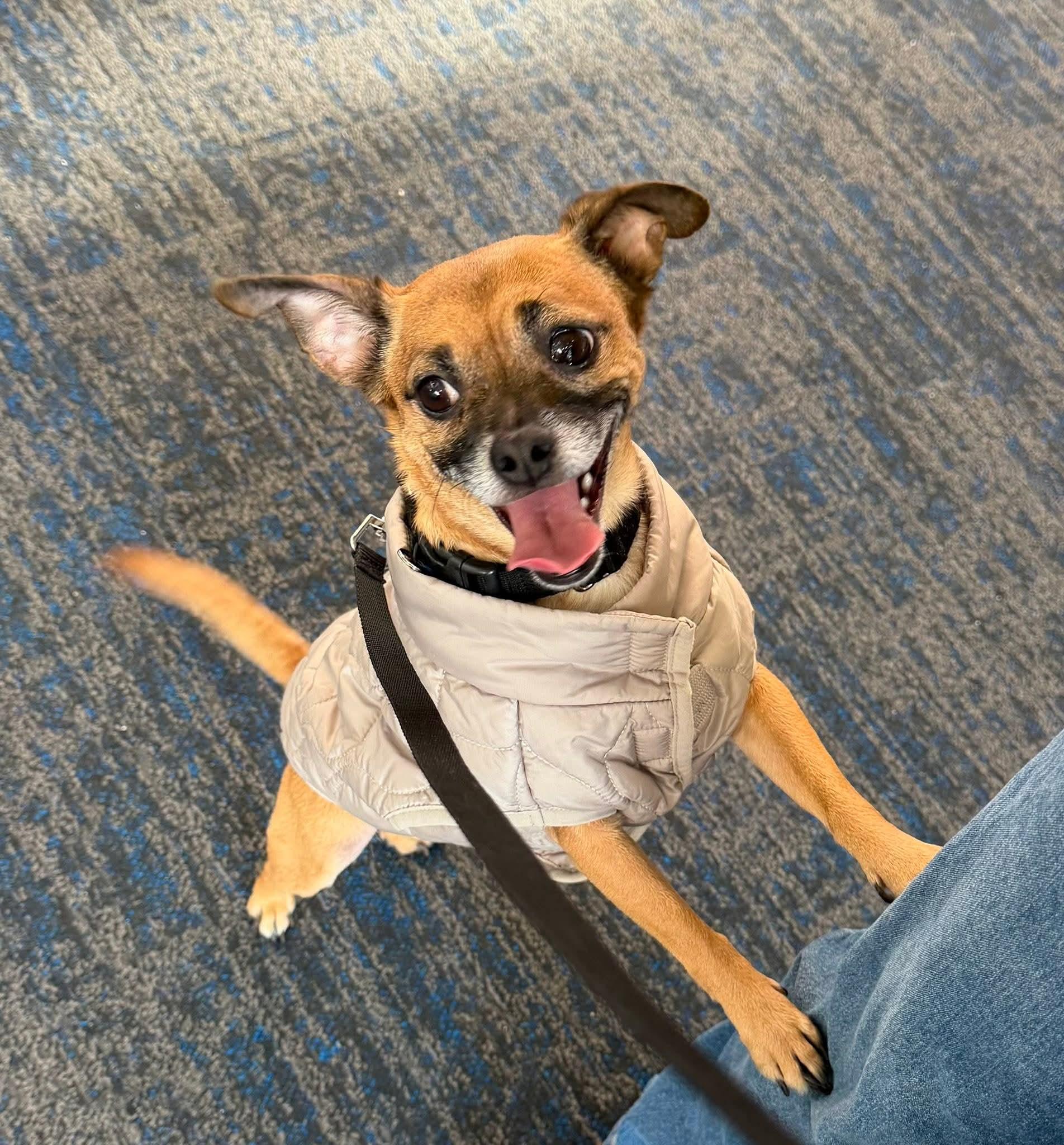 Enlarge TIO   $375, a ADOPTABLE mixed breed in Milwaukee, WI image 5/6