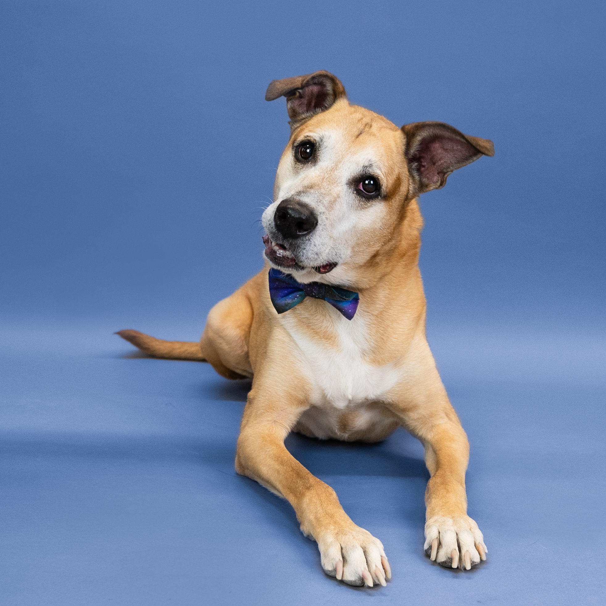 Rosso, a Adoptable mixed breed in Shawnee, KS image 1/6