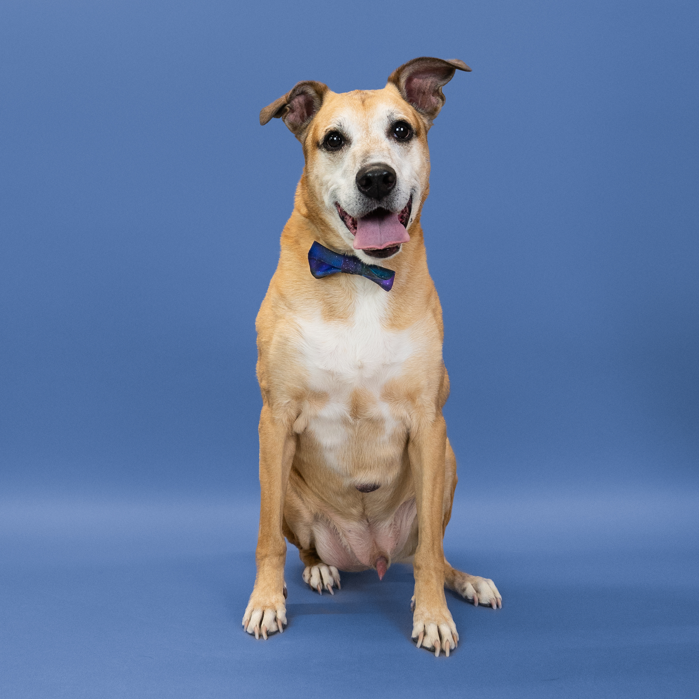 Rosso, a Adoptable mixed breed in Shawnee, KS image 2/6
