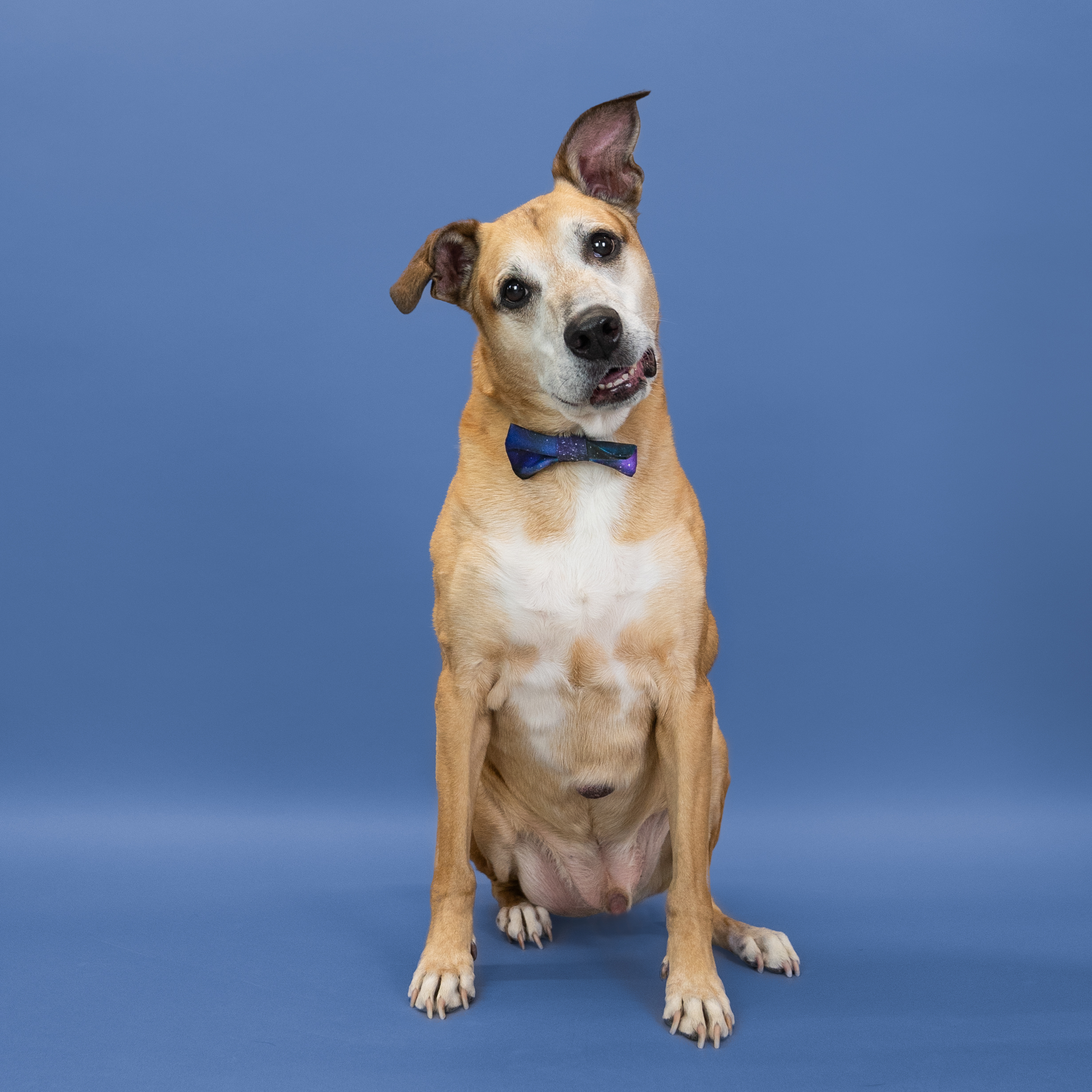 Rosso, a Adoptable mixed breed in Shawnee, KS image 3/6