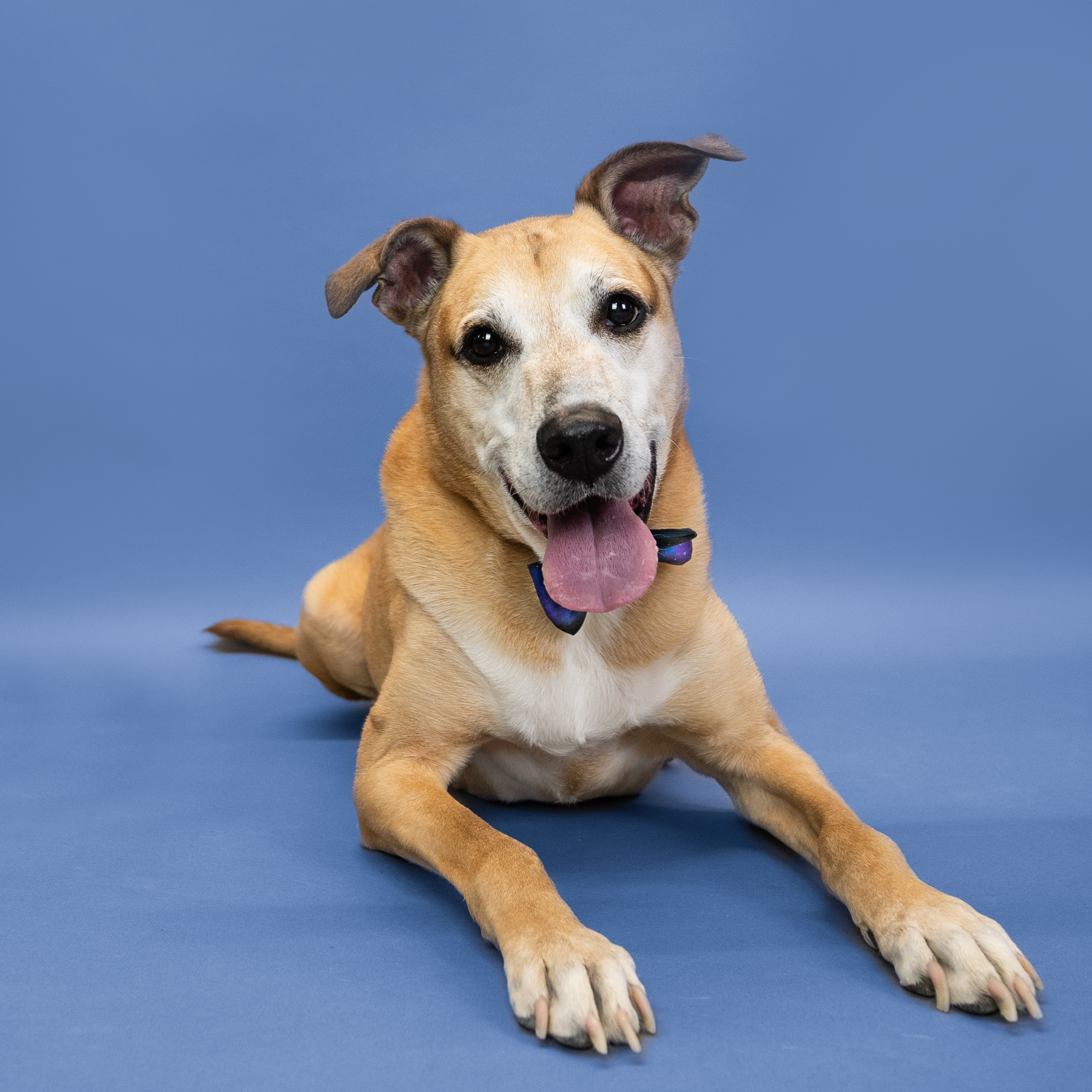 Rosso, a Adoptable mixed breed in Shawnee, KS image 4/6
