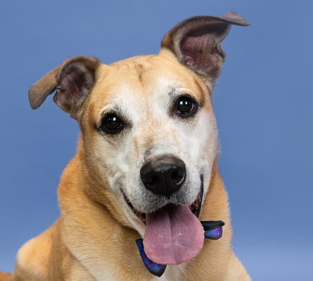 Rosso, a Adoptable mixed breed in Shawnee, KS image 5/6