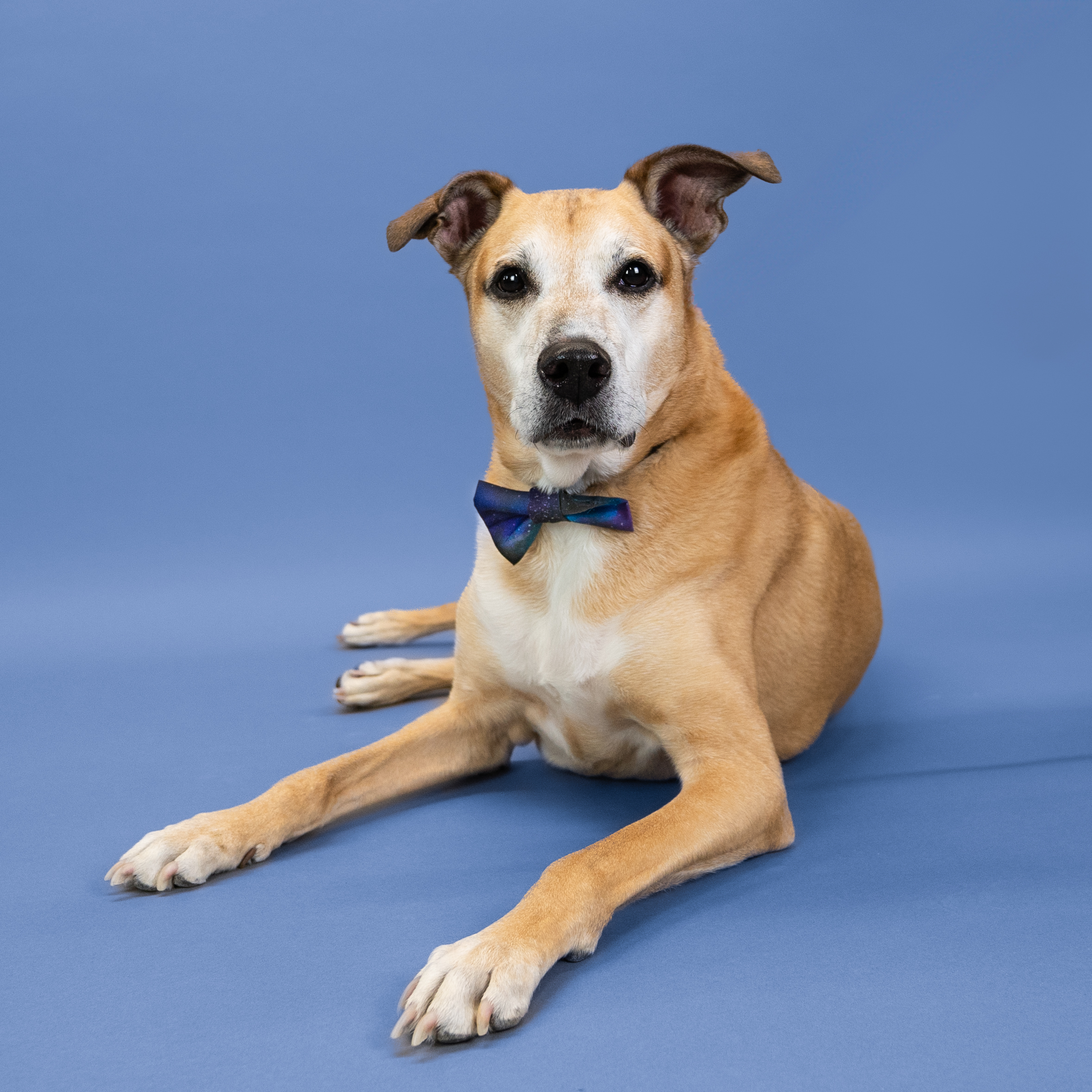 Rosso, a Adoptable mixed breed in Shawnee, KS image 6/6