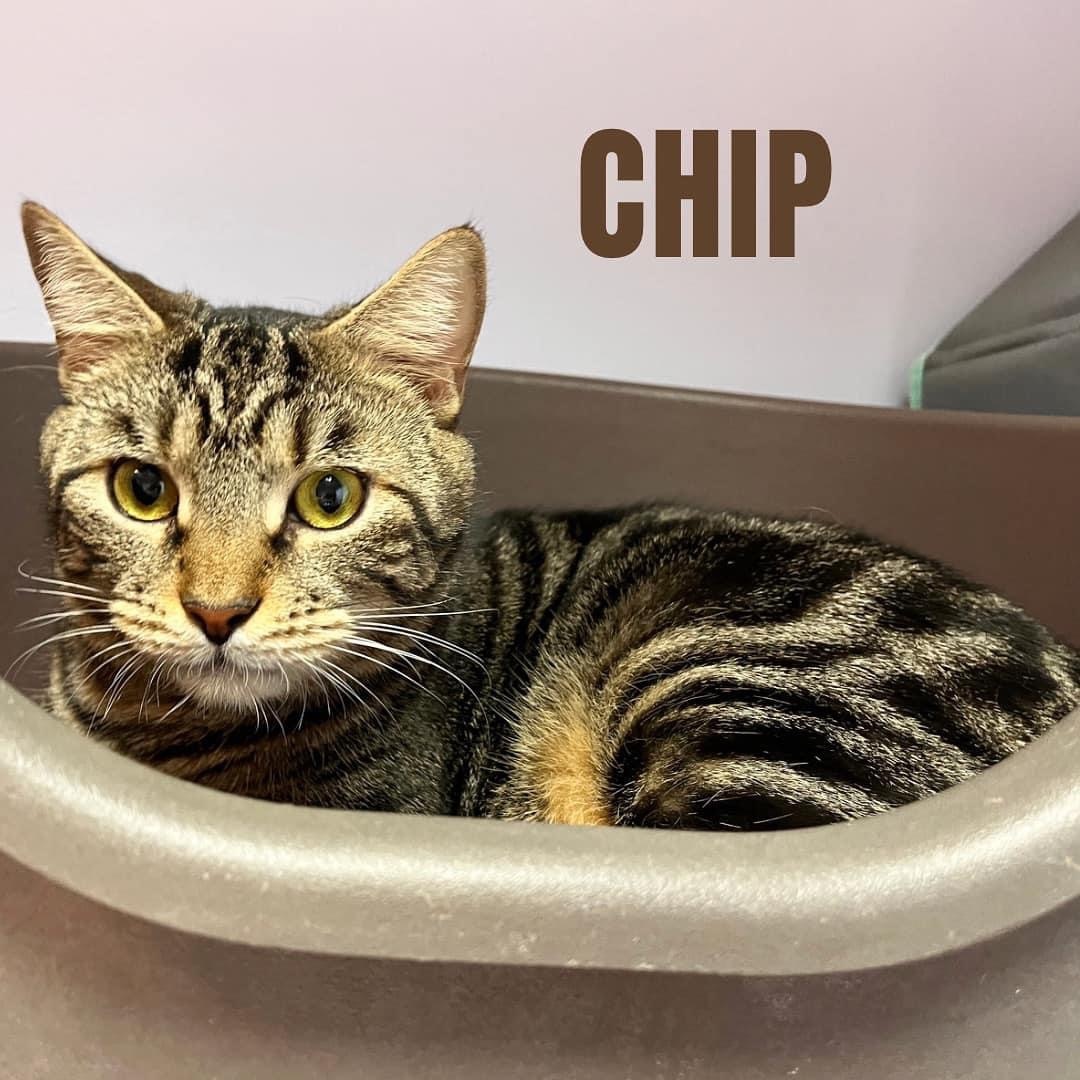 Enlarge CHIP, a Adoptable mixed breed in Cape May, NJ image 1/14