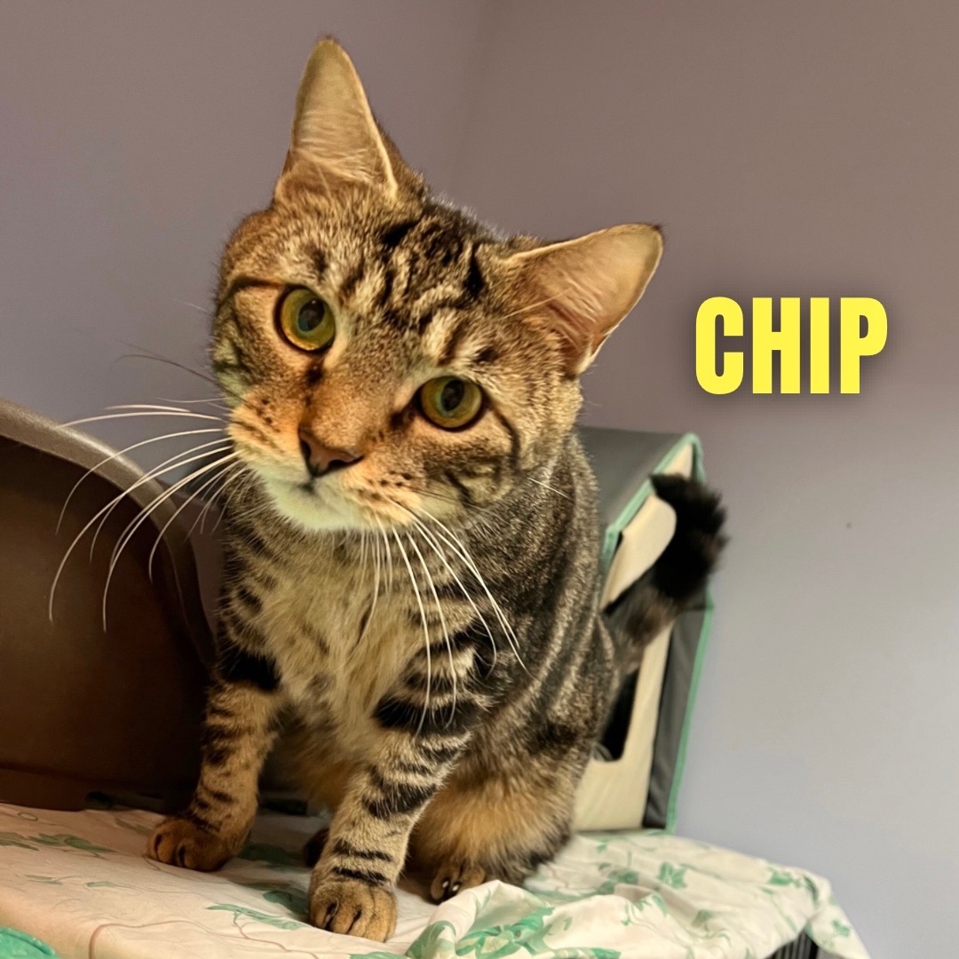 Enlarge CHIP, a Adoptable mixed breed in Cape May, NJ image 2/14