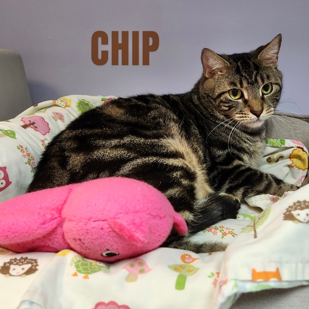 CHIP photo 2