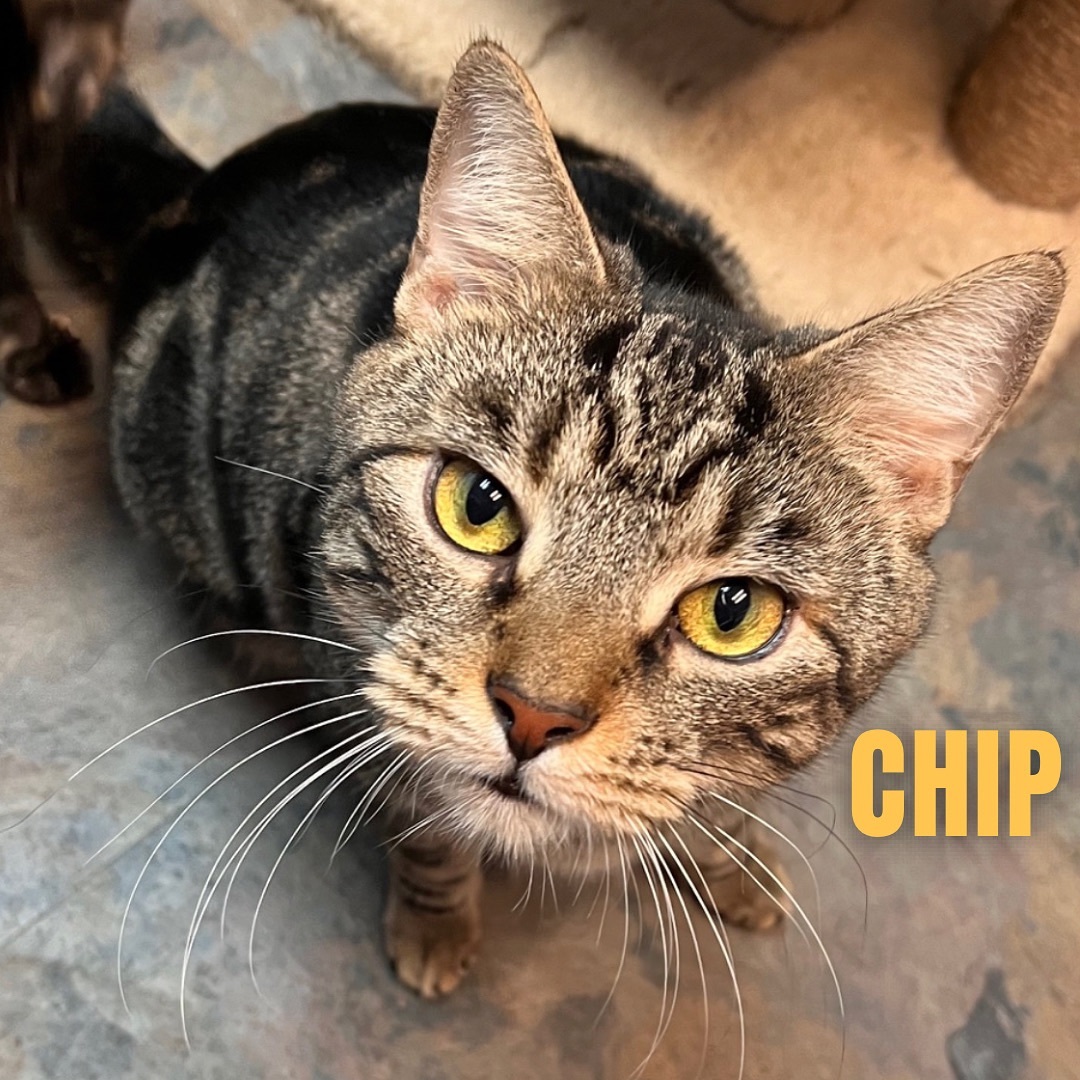 Enlarge CHIP, a Adoptable mixed breed in Cape May, NJ image 4/14