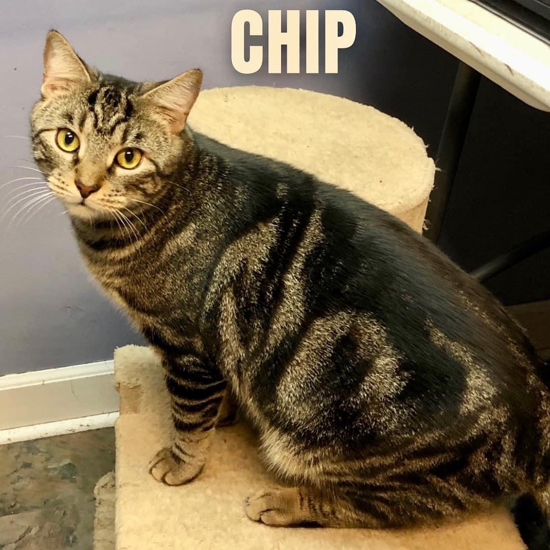 Enlarge CHIP, a Adoptable mixed breed in Cape May, NJ image 5/14