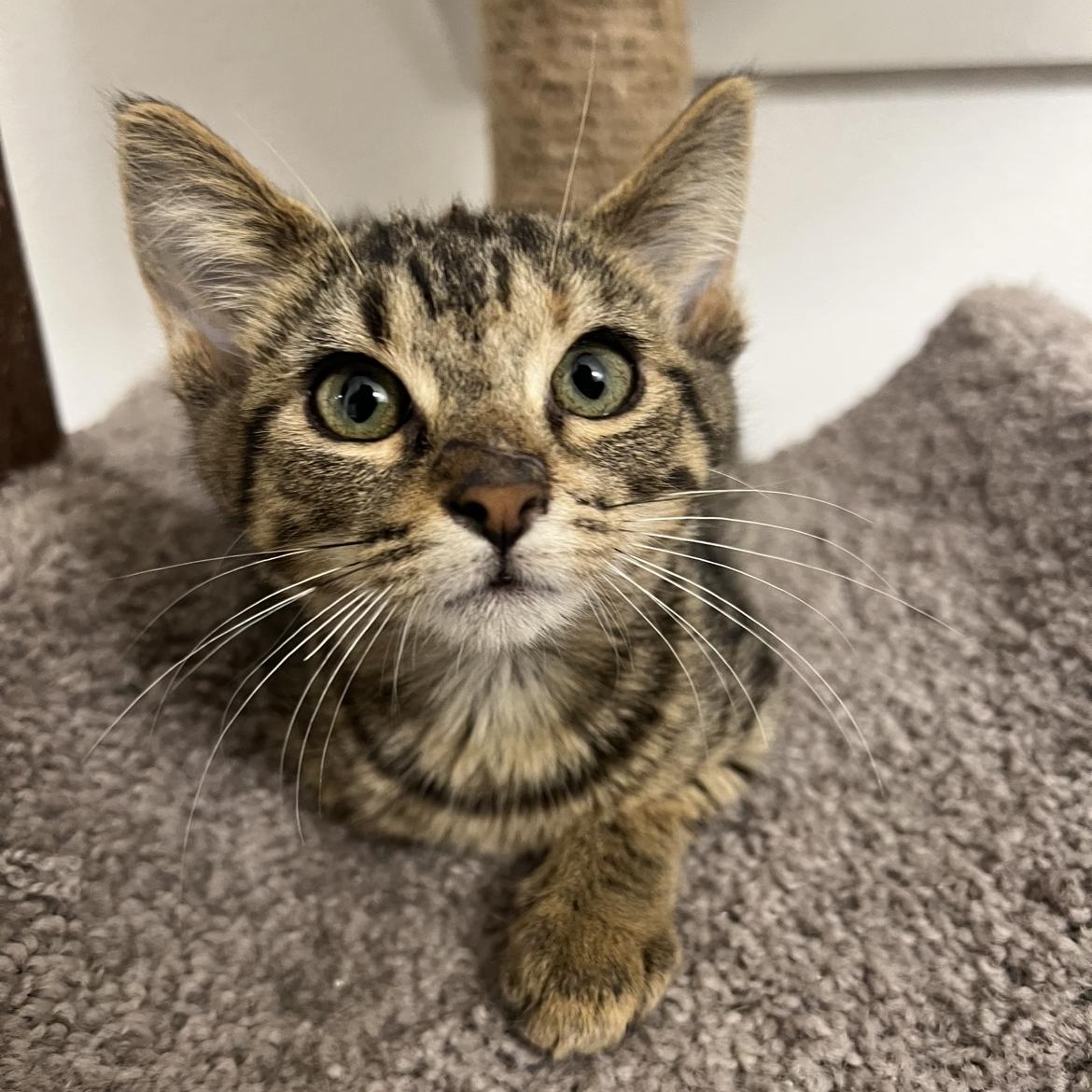 Cider, Adoptable, Kitten Female Domestic Short Hair.