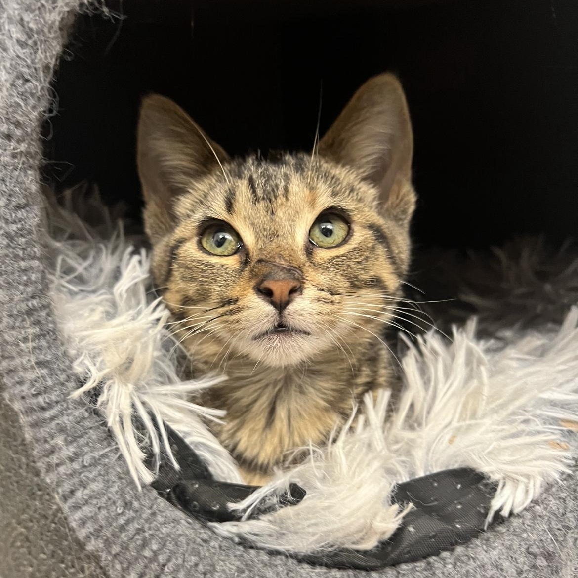 Cider, a Adoptable Domestic Short Hair in jacksonville, FL image 4/4