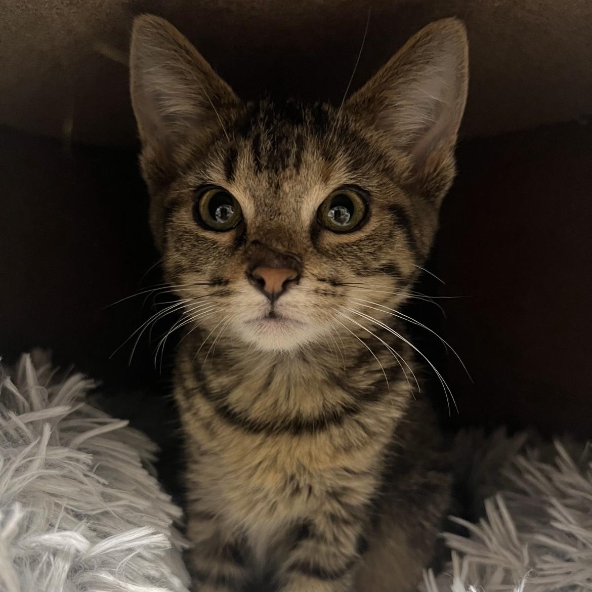 Cider, a Adoptable Domestic Short Hair in jacksonville, FL image 3/4