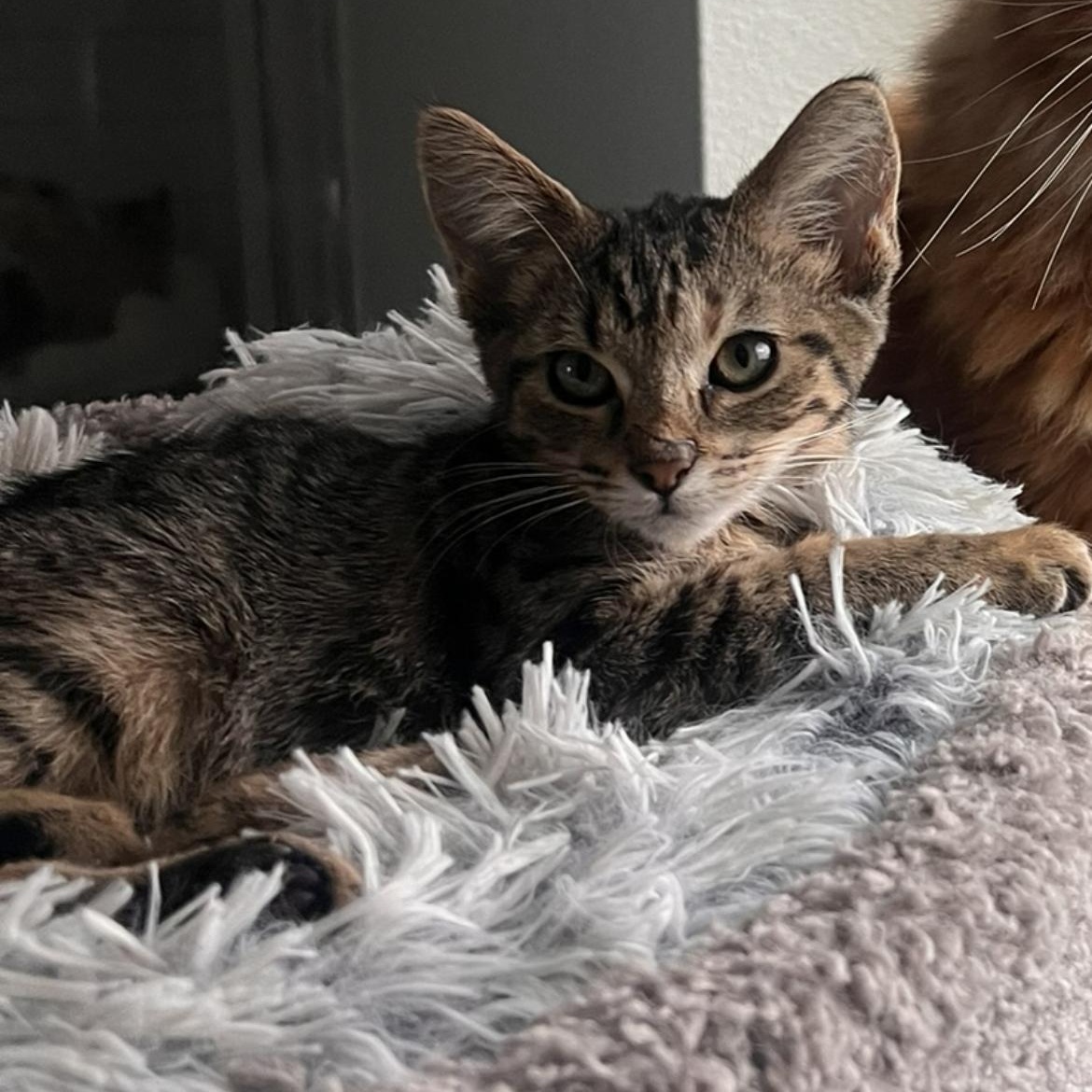 Cider, a Adoptable Domestic Short Hair in jacksonville, FL image 2/4