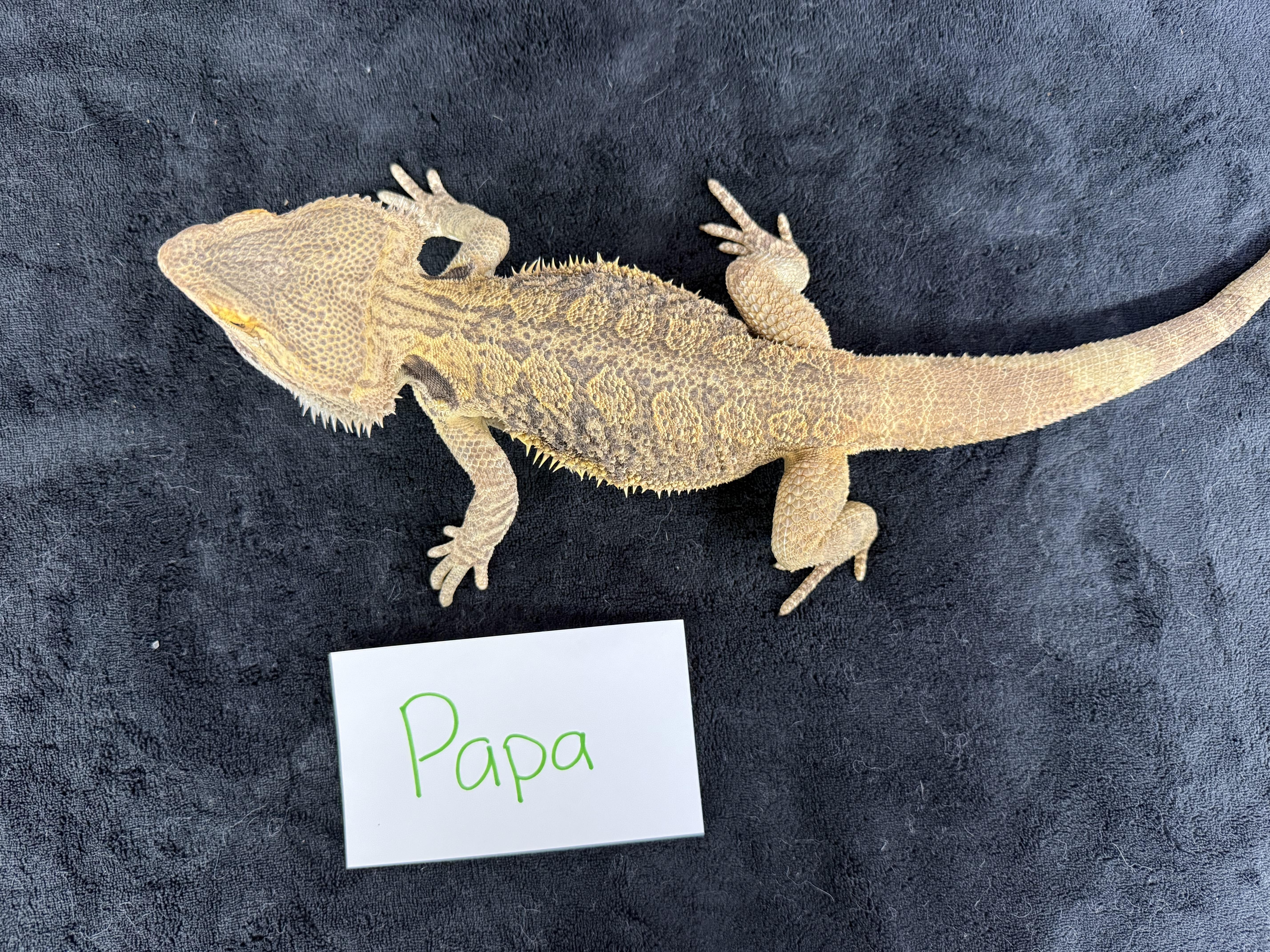 Papa