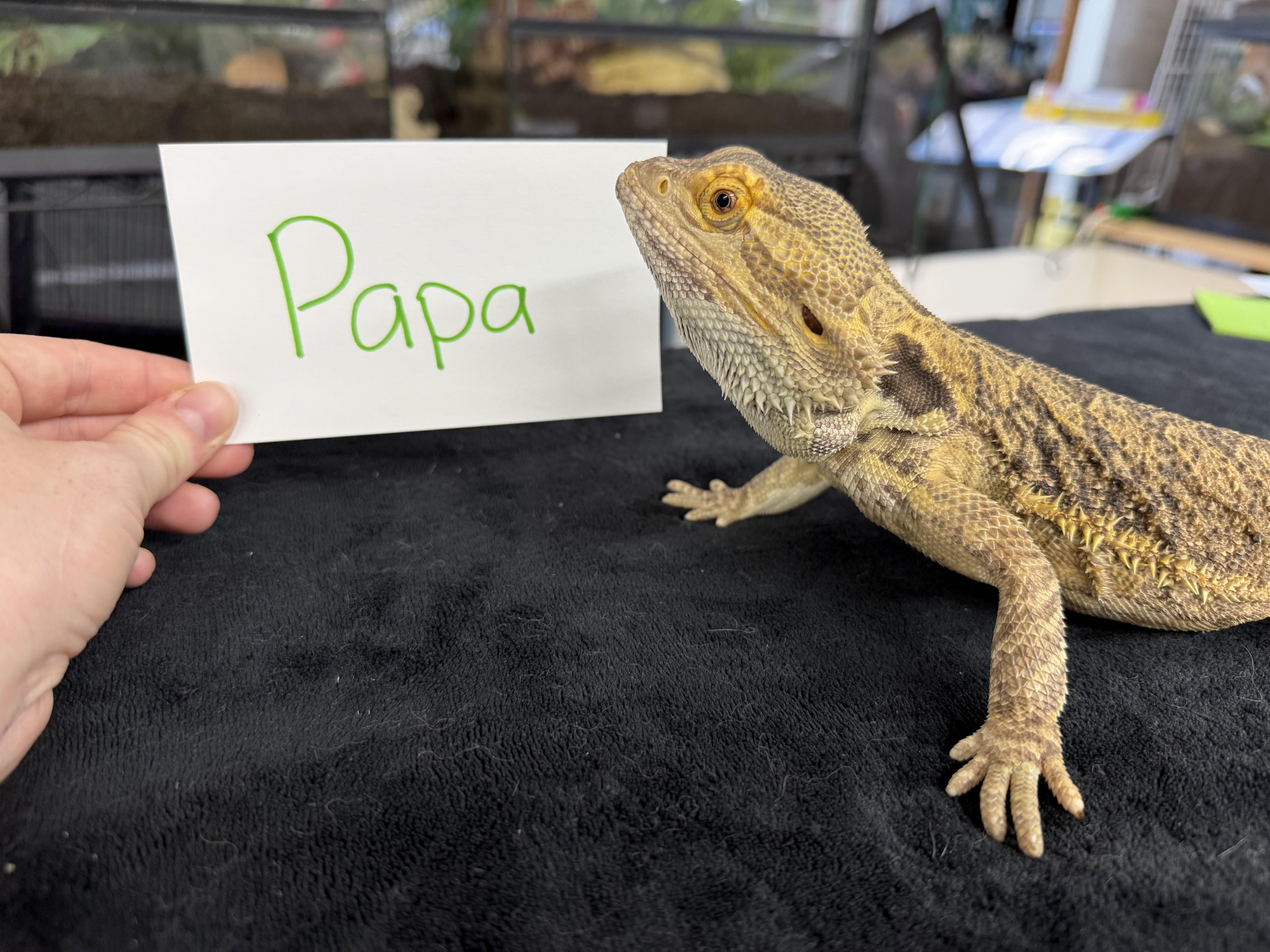 Papa photo 2