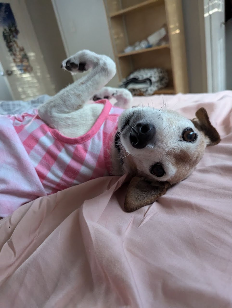 Snoopy, a Adoptable mixed breed in Austin, TX image 2/5