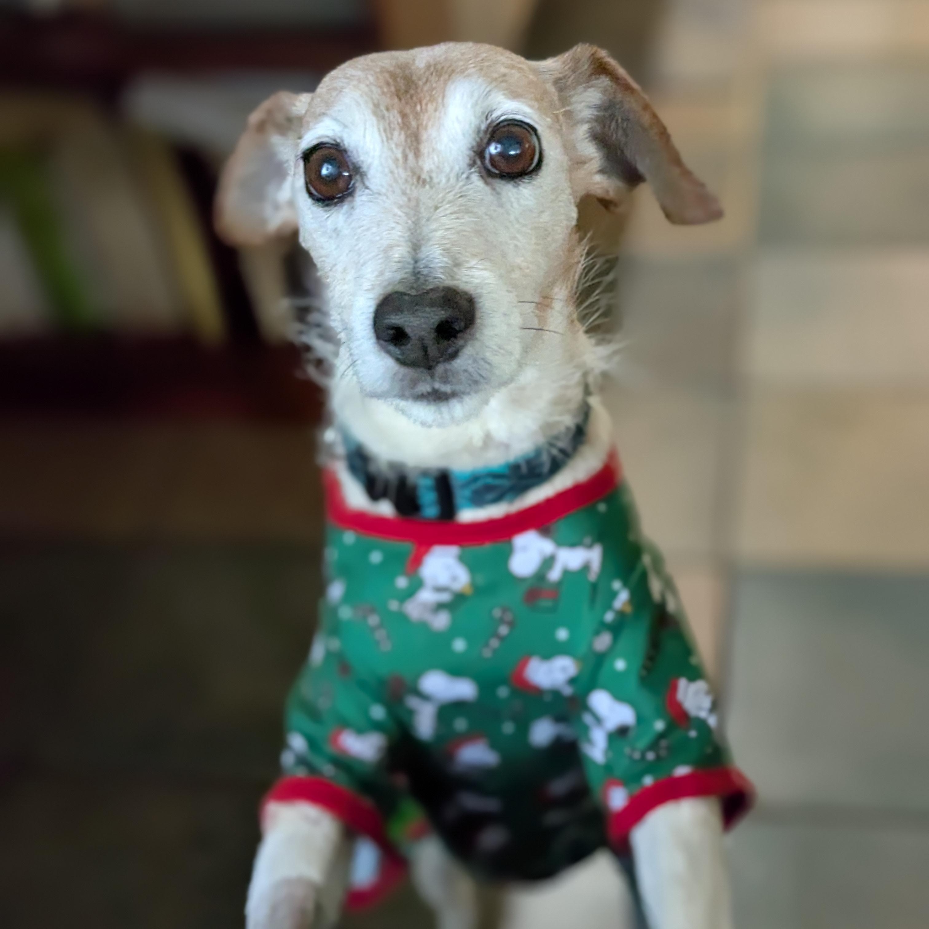 Snoopy, a Adoptable mixed breed in Austin, TX image 1/5