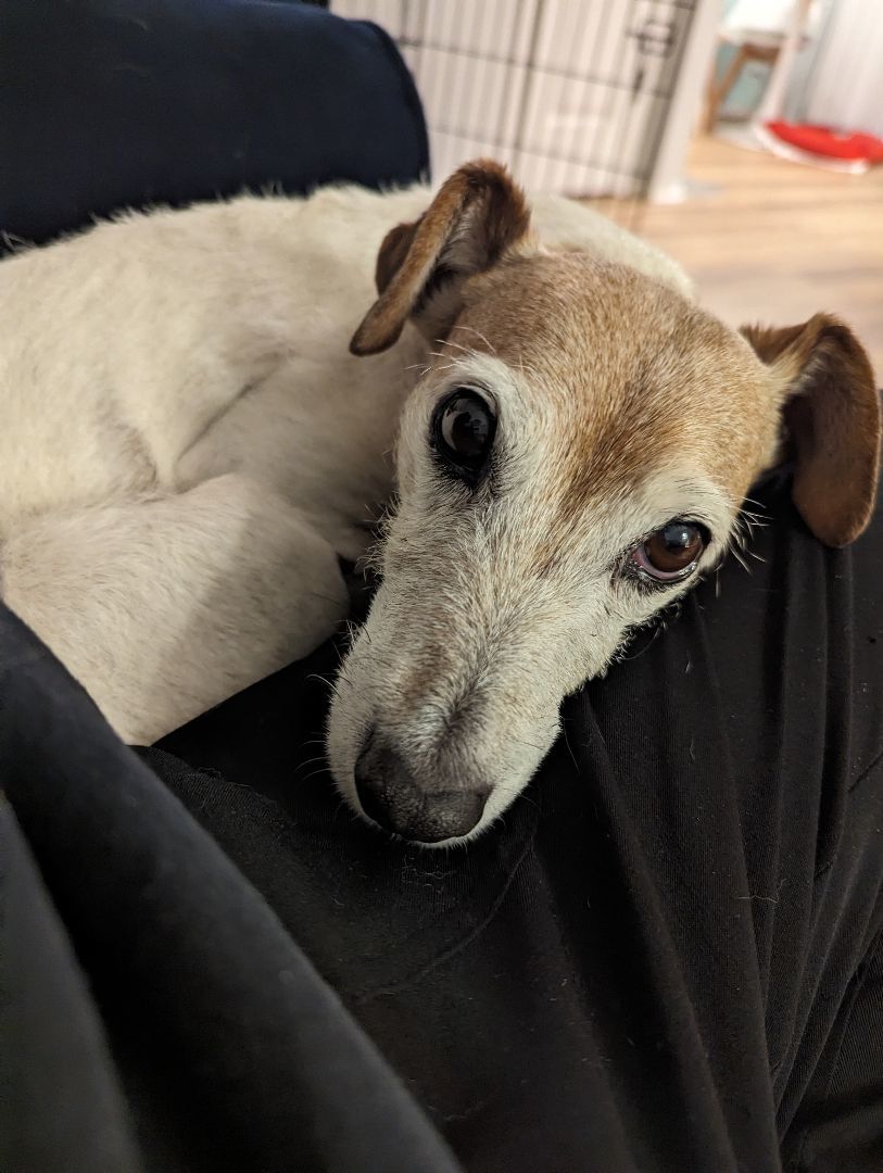 Snoopy, a Adoptable mixed breed in Austin, TX image 4/5