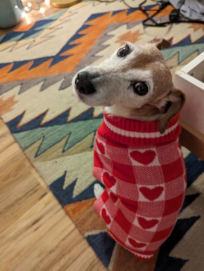 Snoopy, a Adoptable mixed breed in Austin, TX image 5/5