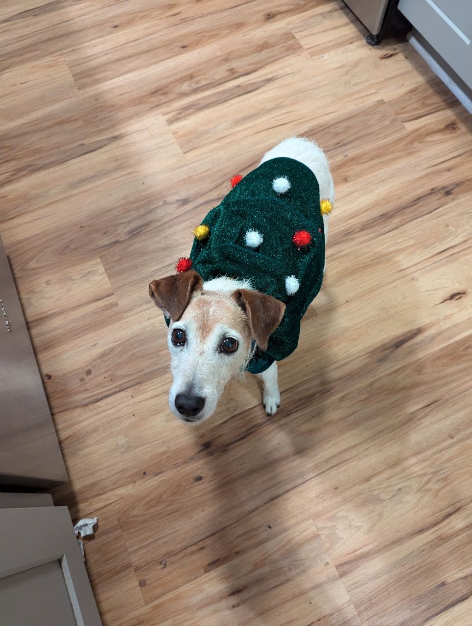 Snoopy, a Adoptable mixed breed in Austin, TX image 3/5