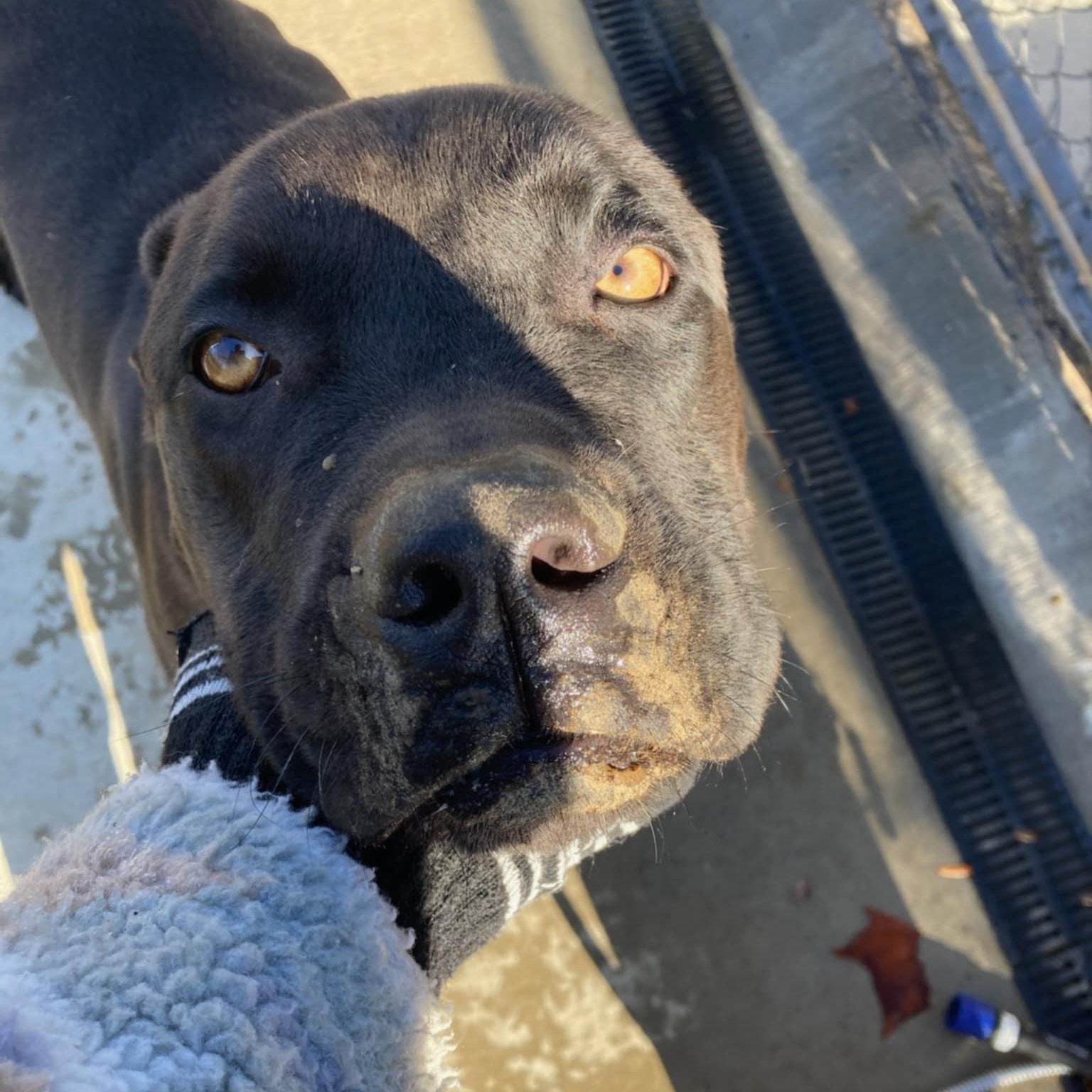 Enlarge Rusty, a Adoptable Cane Corso in Fleetwood, PA image 6/9