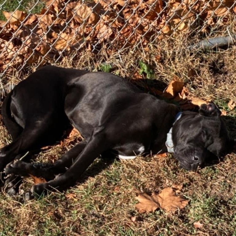 Enlarge Rusty, a Adoptable Cane Corso in Fleetwood, PA image 5/9