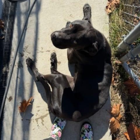 Enlarge Rusty, a Adoptable Cane Corso in Fleetwood, PA image 9/9