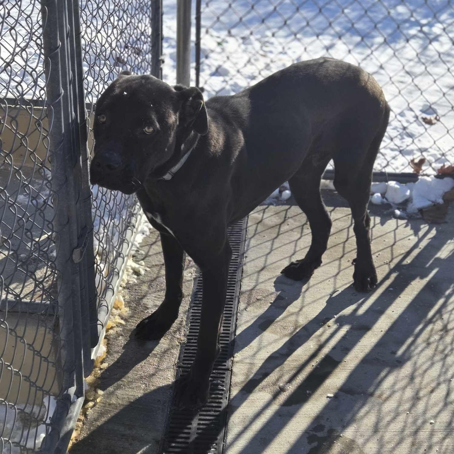 Enlarge Rusty, a Adoptable Cane Corso in Fleetwood, PA image 7/9