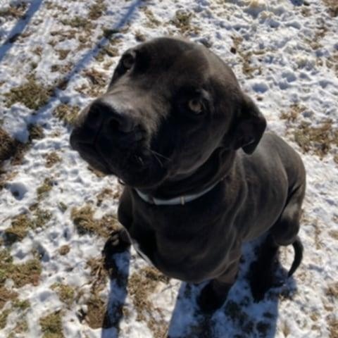 Enlarge Rusty, a Adoptable Cane Corso in Fleetwood, PA image 3/9