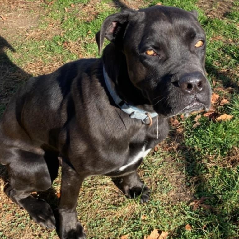 Enlarge Rusty, a Adoptable Cane Corso in Fleetwood, PA image 8/9