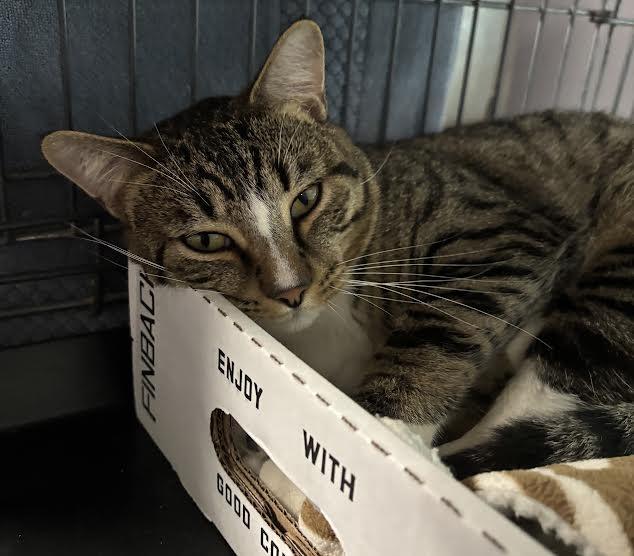 Monkey, a ADOPTABLE Domestic Short Hair in Marblehead, MA image 2/3