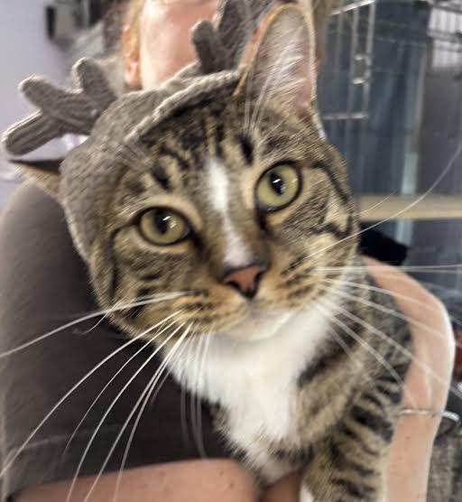 Monkey, a ADOPTABLE Domestic Short Hair in Marblehead, MA image 1/3