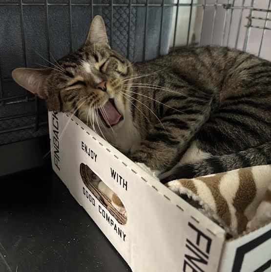 Monkey, a ADOPTABLE Domestic Short Hair in Marblehead, MA image 3/3