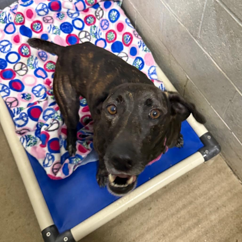 Enlarge Tara @ Foster, a Adoptable Mixed Breed in Summerville, SC image 2/4