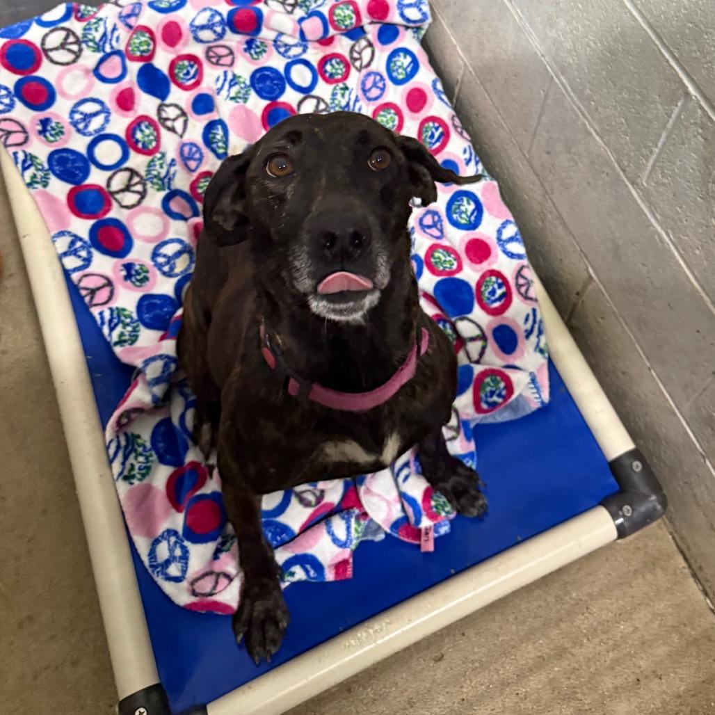 Enlarge Tara @ Foster, a Adoptable Mixed Breed in Summerville, SC image 4/4